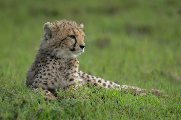 istock Cheetah cub lies on grass turning head 2169242119