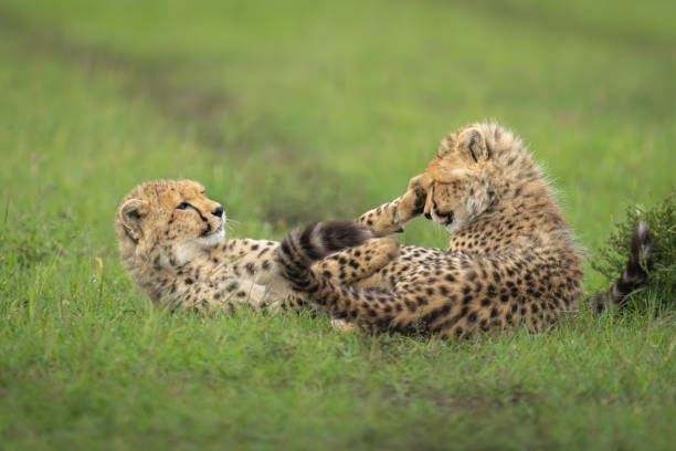 istock Cheetah cub lies slapping another in face 2169242176