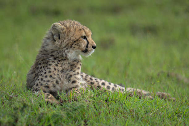 istock Cheetah cub lies turning head on grass 2169242179