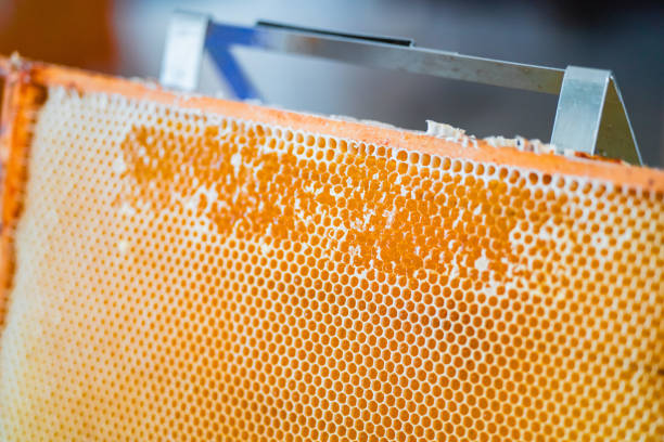 macro shot cutting honey with a spoon in a honeycomb on a wooden background
