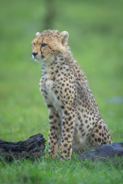 istock Cheetah cub sits between rock and log 2169242914