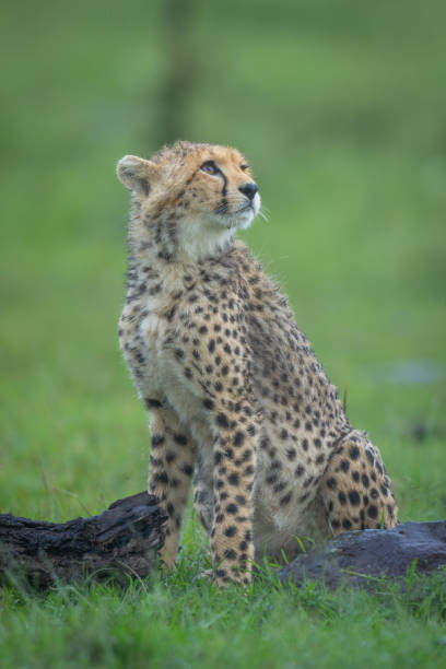 istock Cheetah cub sits by log looking up 2169242964