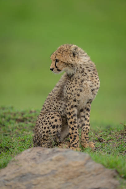 istock Cheetah cub sits by rock turning head 2169242970