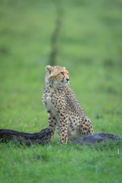 istock Cheetah cub sits by log turning head 2169242973