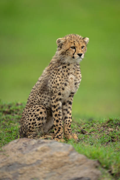 istock Cheetah cub sits by rock on ridge 2169242976