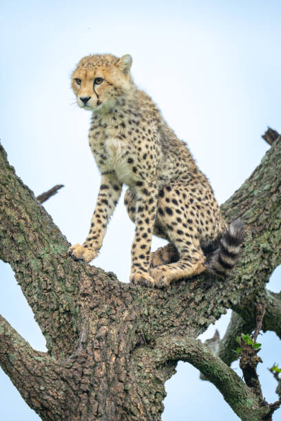istock Cheetah cub sits in fork of tree 2169243023
