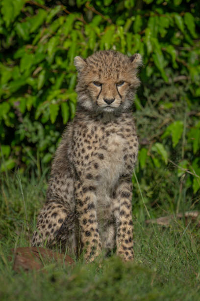istock Cheetah cub sits on grass near bushes 2169243961