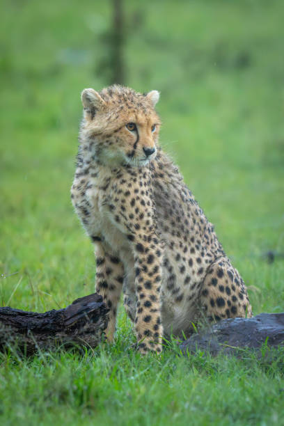 istock Cheetah cub sits near log and rock 2169244012