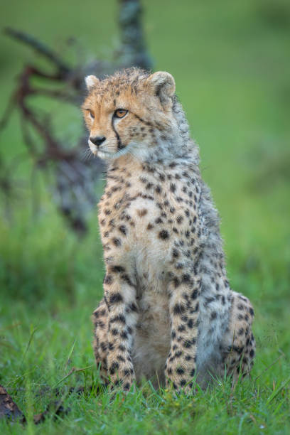 istock Cheetah cub sits on grass near thornbush 2169244020