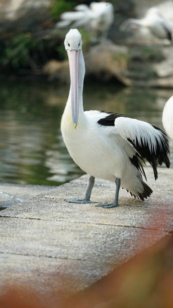 istock Pair of Pelicans 2169245844