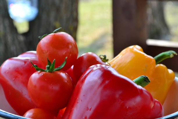 A vibrant close-up of freshly harvested vegetables, featuring bright red tomatoes and bell peppers. The rich red tones of the tomatoes and peppers are contrasted by the sunny yellow of another bell pepper in the background. The vegetables are glistening with droplets of water, suggesting they were recently washed and prepared for use. The natural outdoor setting in the background provides a warm, earthy tone, enhancing the fresh and organic feel of the produce.