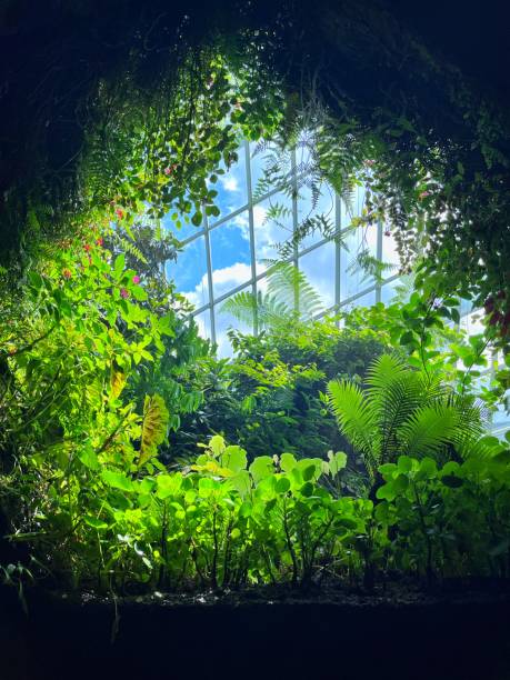 Sunlight pouring into the indoor garden through the window.