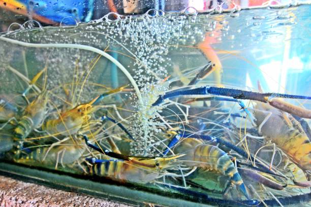 istock Live Shrimp seafood in aquarium tank. 2169249879