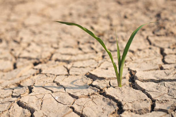istock Growth of trees in drought crisis, Living with tree drought. 2169255957
