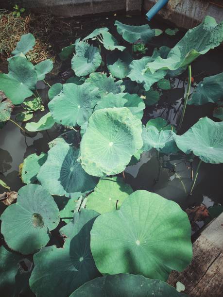 istock Lotus waterlily leaves in a pond 2169258675