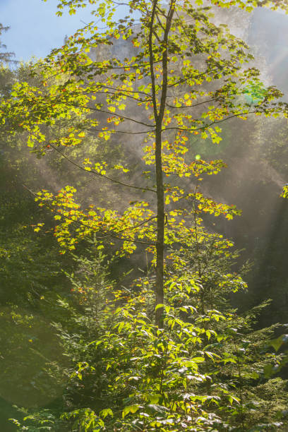 Morning Sun And Haze On A Hike In The Alpine Foothills