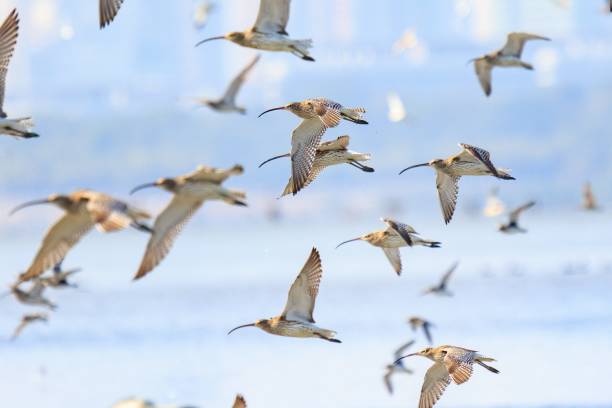 istock A Flock of Curlews Flying in Formation 2169260525