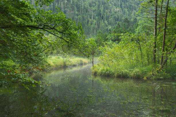 The Inflow To Lake Falkensee Close To Inzell In Upper Bavaria