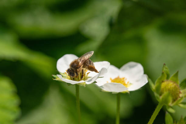 Bee on a strawberry flower  during summer day