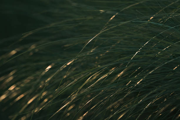 Close-up of golden glittering dune grass or marram grass during a sunset, backlight, dark background, matte effect, dark green