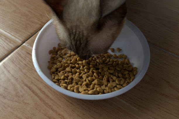 istock Siamese cat eating dry food 2169264331