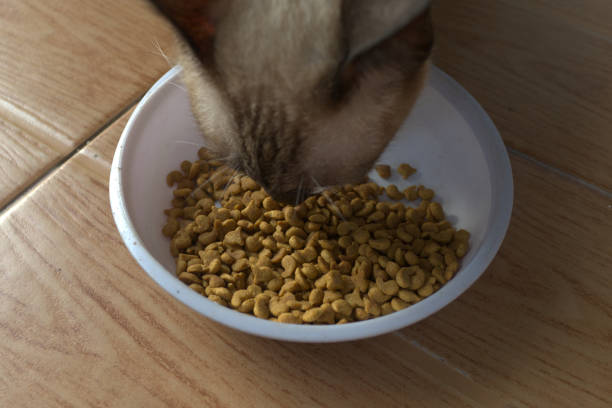 istock Siamese cat eating dry food 2169264344
