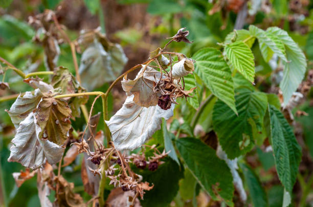 istock Raspberry bushes with dried leaves due to heat and drought. 2169266599