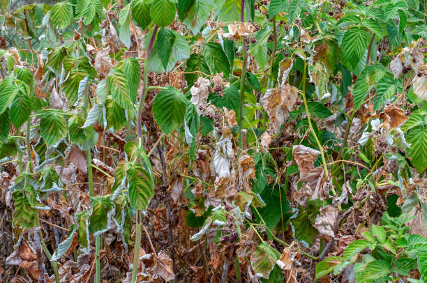 Raspberry branches dried out due to summer drought, lost crop.