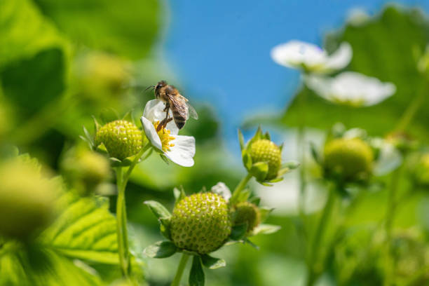 istock Bee on a strawberry flower 2169267725