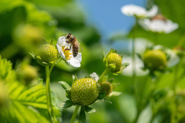 istock Bee on a strawberry flower 2169267740
