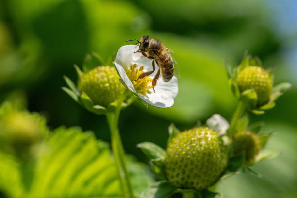istock Bee on a strawberry flower 2169267748