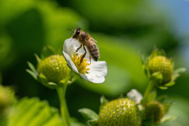 istock Bee on a strawberry flower 2169267750