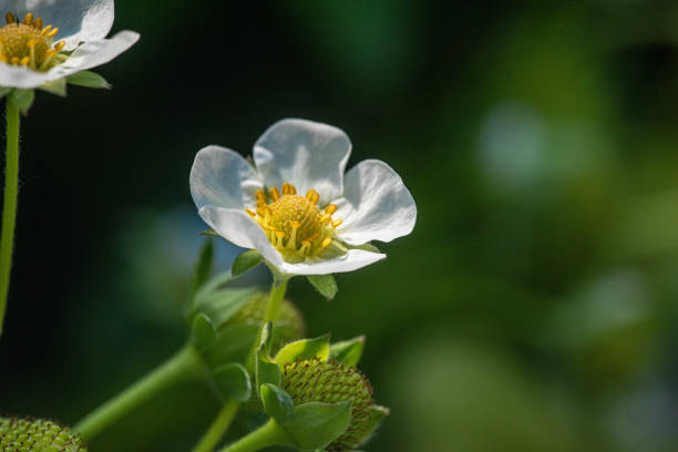 Bee on a strawberry flower  during summer day