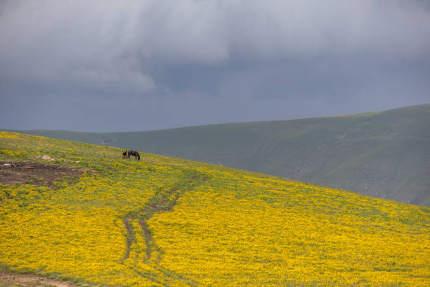 Meadow covered with yellow flowers