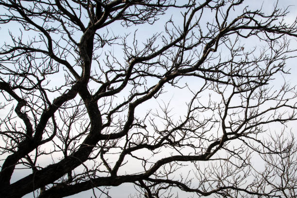 landscape in winter