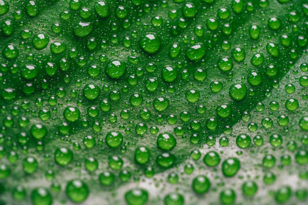 Golden Pothos leaf full of water drops macrophotography