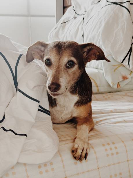 istock Small dog laying in bed 2169270799
