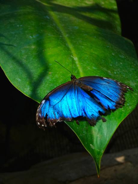 A beautiful Malachite (siproeta stelenes) butterfly, resting on a leaf. Photographed in a butterfly conservatory. Shot with a Canon 5D Mark iv.