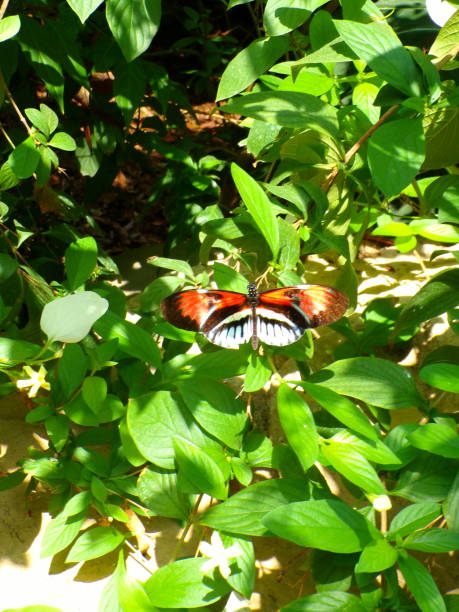 Shot on Kodak PixPro AZ425-RD 20MP Digital Camera Lens:24MM. Cockrell Butterfly Center is Located in Houston, TX. Some Photos were taken in Houston,TX , and Chicago, IL.