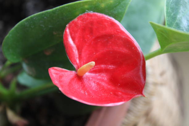 istock Red Anthurium flower house plant 2169272353