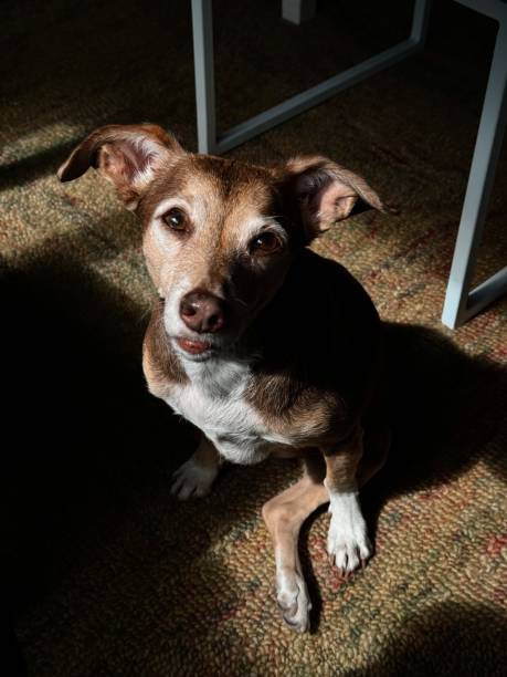 istock Small dog taking the sun 2169272585
