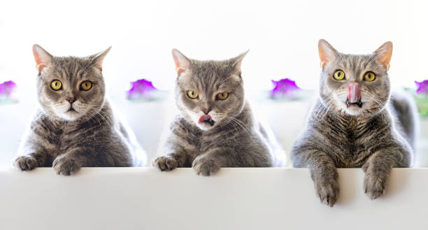 British shorthair cat sitting on the kitchen counter
