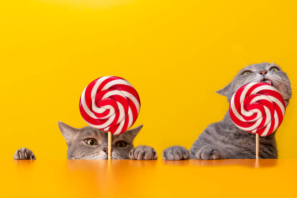 British shorthair cat licking red and white color candy