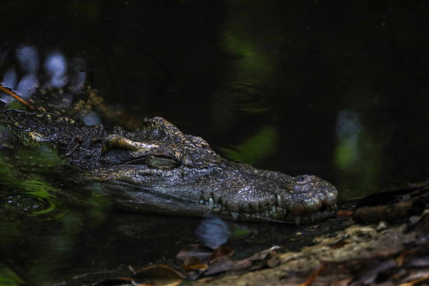 istock Close up salt crocodile is show head in river 2169273587