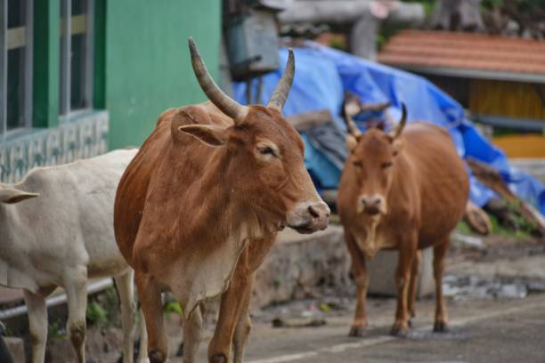 A closeup picture of various Indian Native Cows like Red Sindhi, Zebu on the Streets A closeup picture of various Indian Native Cows like Red Sindhi, Zebu. cows on the streets of india stock pictures, royalty-free photos & images