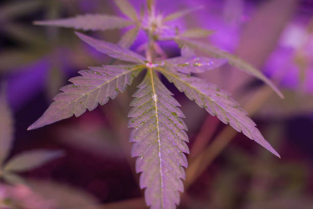 istock Close-up of a Cannabis plant leaf 2169277182