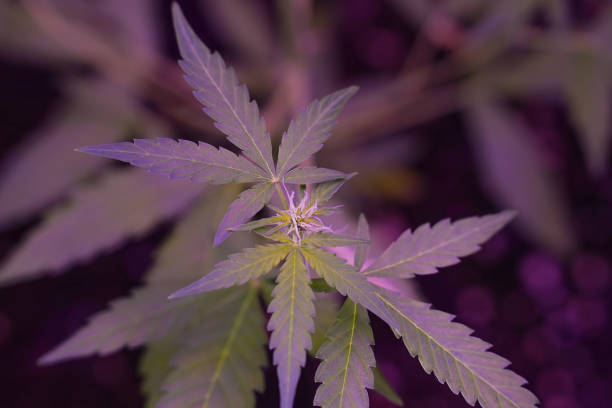 istock Close-up of a Cannabis plant leaf 2169277205