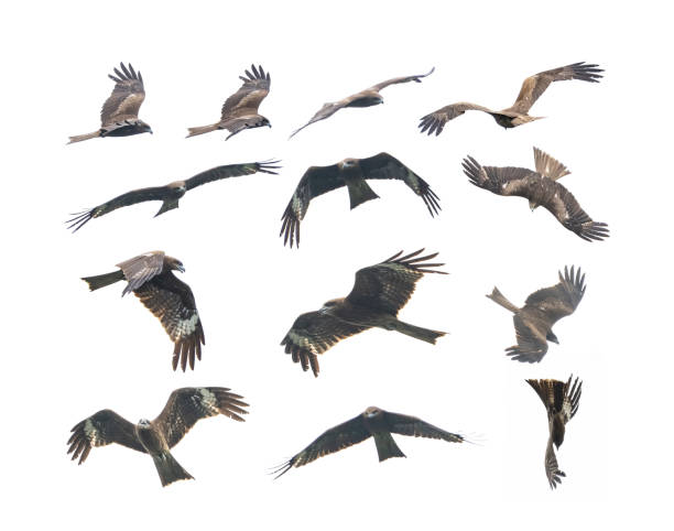 istock Birds of prey Black kite (Milvus migrans lineatus,) flying on a white background 2169279313