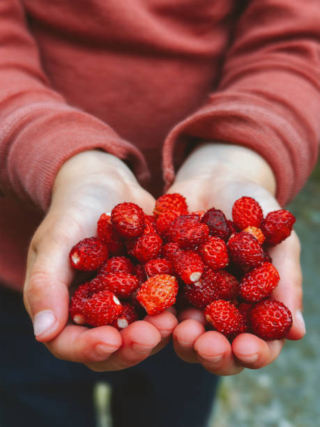 30+ Wild Strawberries In Norway Stock Photos and Royalty-Free