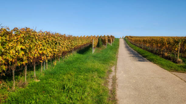 istock a road between autumn-colored vineyards  under a blue sky and sunshine 2169282044